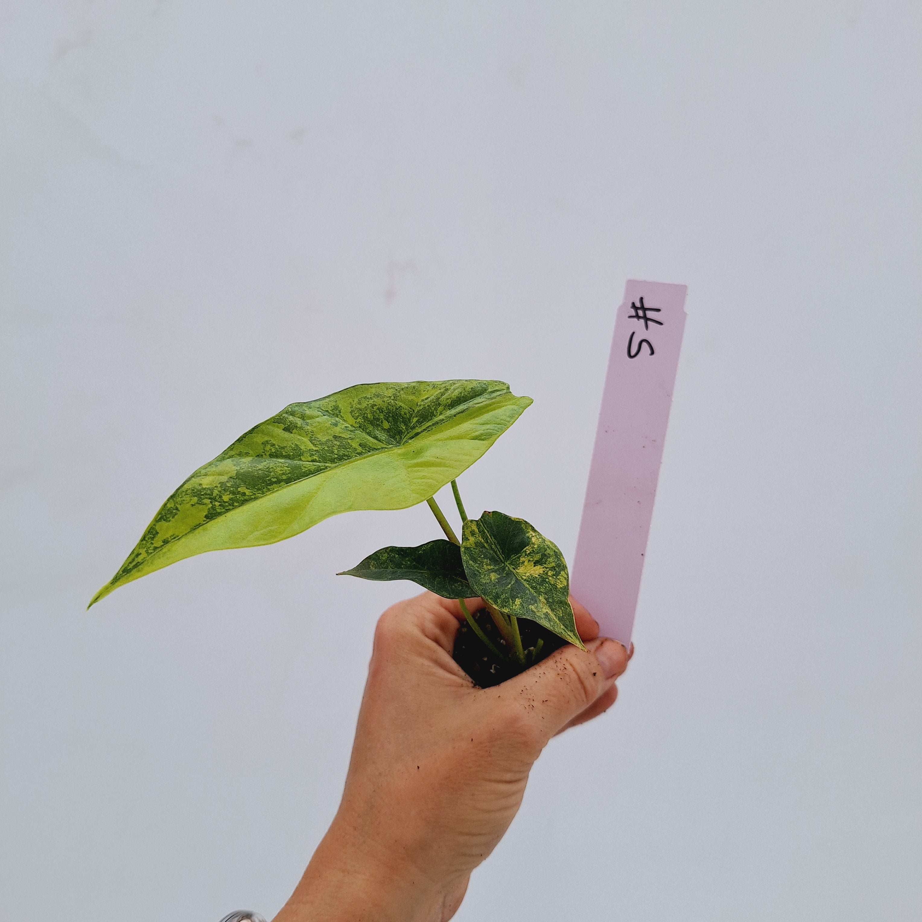 Alocasia ‘Simpo Aurea’ Variegata - Bare Bottom Baby
