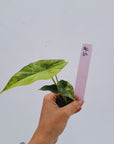 Alocasia ‘Simpo Aurea’ Variegata - Bare Bottom Baby