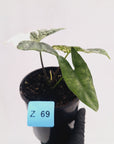 Alocasia ‘Simpo Albo’ Variegata - SALE