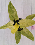 Homalomena sulcata ‘Cream Frost’ - SALE
