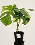 Monstera borsigiana Aurea