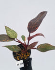 Philodendron 'Orange Princess' - FLASH SALE