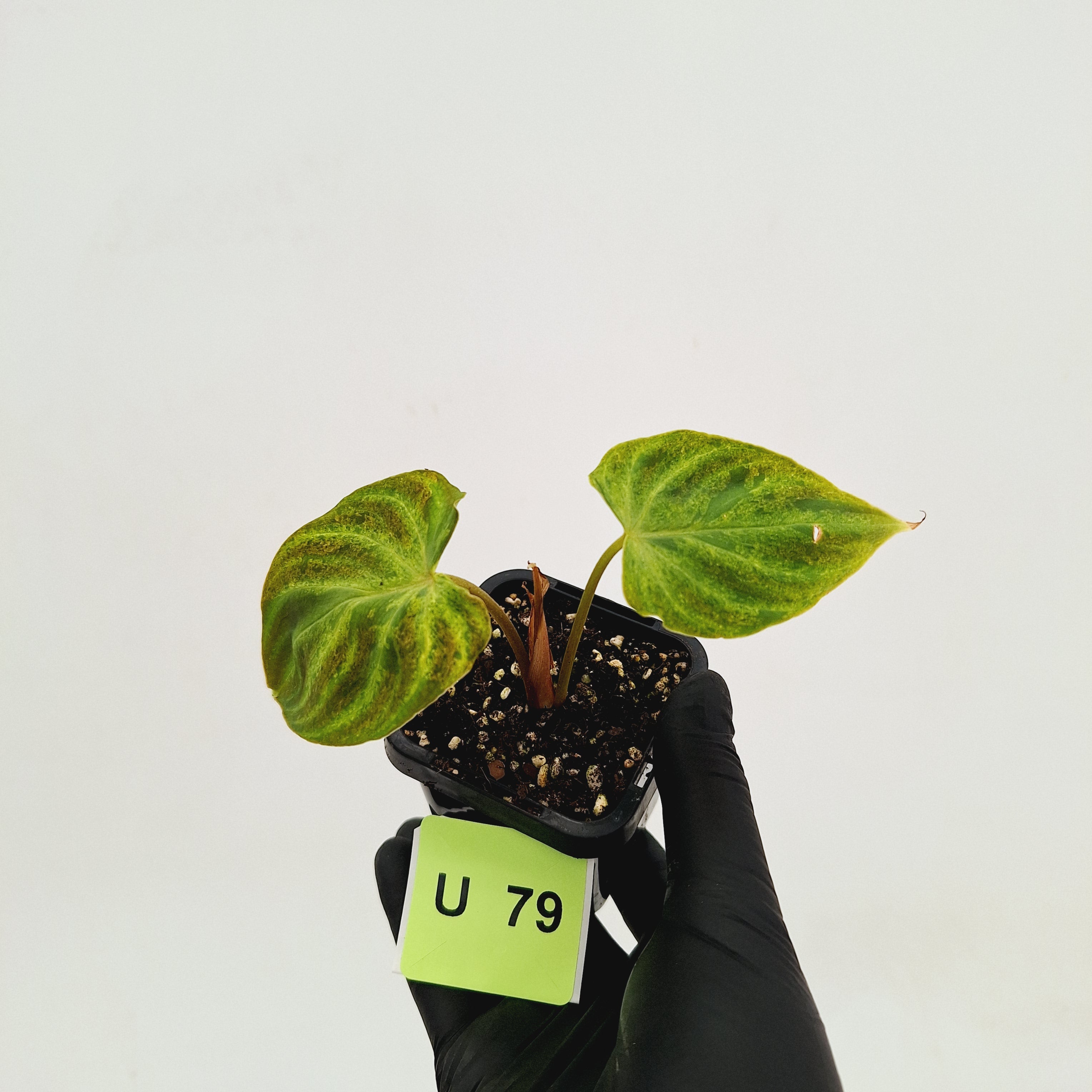 Philodendron verrucosum Variegata