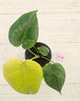 Monstera Deliciosa 'Mint'