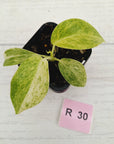 Philodendron giganteum Blizzard - SALE