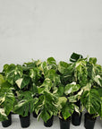 Monstera Albo 125mm Gift Box - Christmas Pre- Order