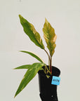 Philodendron serratum 'Caramel Marble' -flash sale