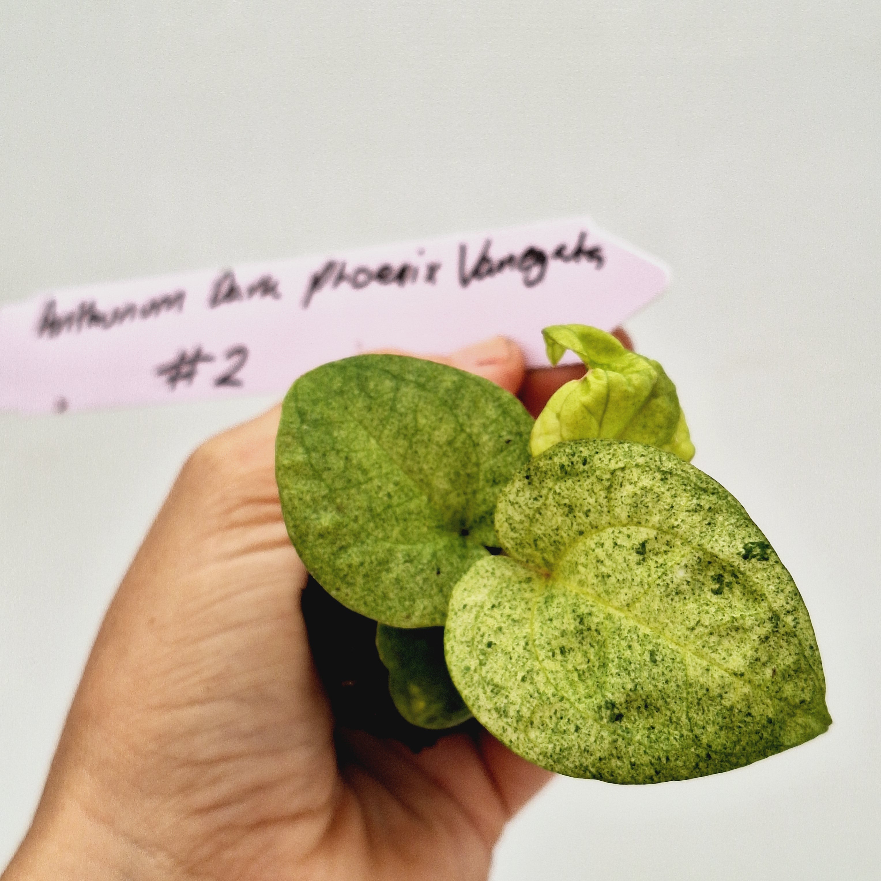 Anthurium 'Dark Phoenix' Variegata - Bare Bottom Baby
