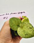 Anthurium 'Dark Phoenix' Variegata - Bare Bottom Baby