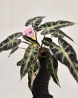 Alocasia Amazonica bambino Variegata - Bare Bottom Baby