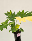 Philodendron bipinnatifidum variegata - SALE