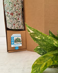 125mm Philodendron Congo Nuclear Gift Box - Christmas-Pre Order