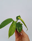 Philodendron pedatum Florida Beauty - Bare Bottom Baby