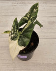Alocasia ‘Simpo Albo’ Variegata - SALE