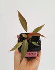 Philodendron 'Orange Princess'