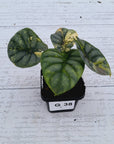Alocasia baginda 'Silver Dragon' Variegata