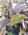 Philodendron 'Orange Princess'
