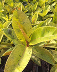 Ficus elastica Shivereana