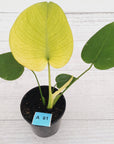 Monstera Deliciosa 'White Monster'