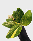 Monstera standleyana 'Cobra'