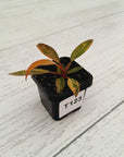 Philodendron 'Orange Princess'