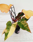 Philodendron erubescens Strawberry Shake
