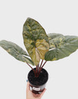 Alocasia macrorrhizos 'plumbea Variegata'
