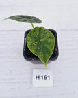 Alocasia Dragon Scale 'Marble' Variegata