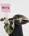 Alocasia reginula 'Black Velvet variegata' - Bare Bottom Baby