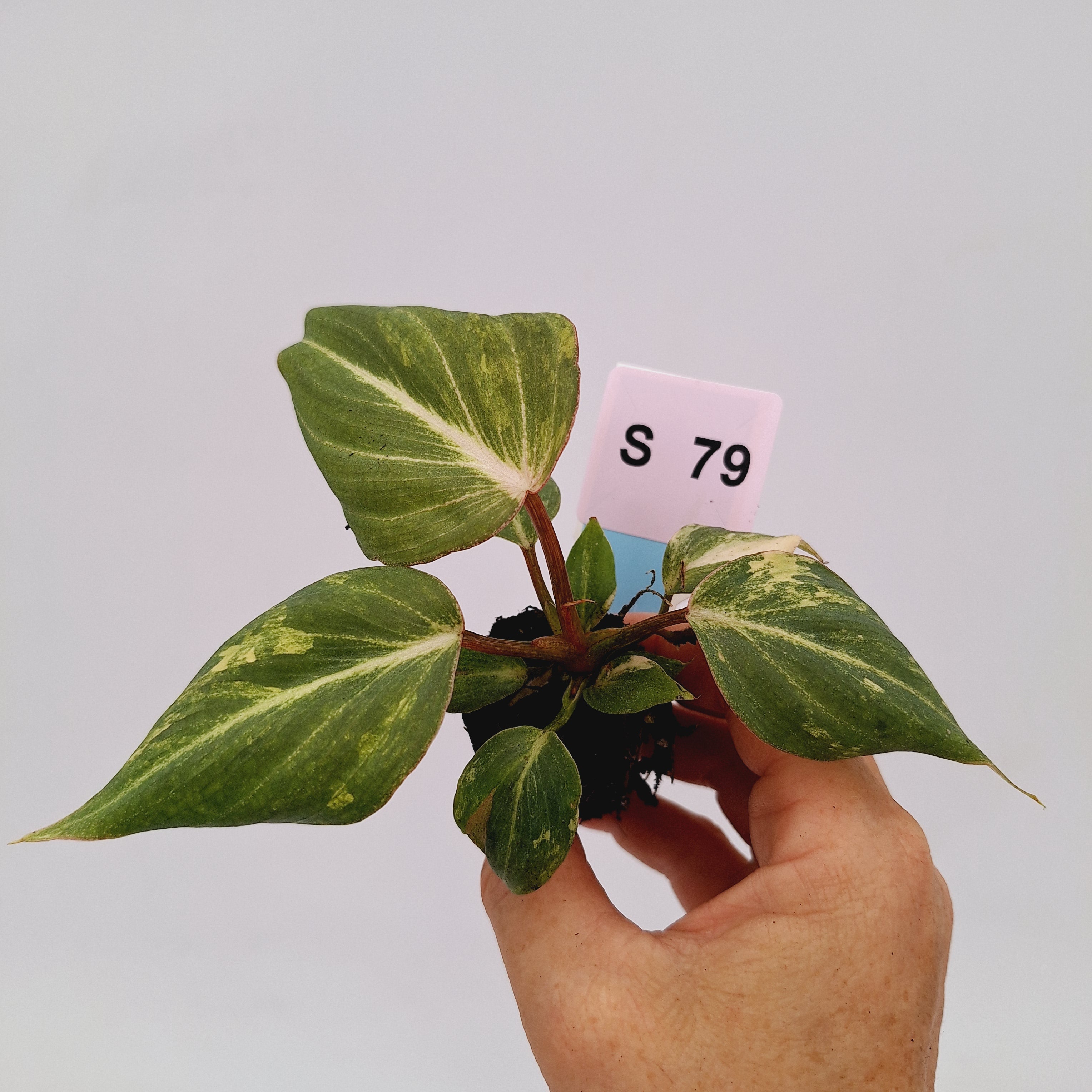 Philodendron gloriosum  variegata - Bare Bottom Baby