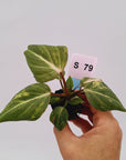 Philodendron gloriosum  variegata - Bare Bottom Baby