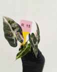 Alocasia Amazonica bambino Variegata - Bare Bottom Baby