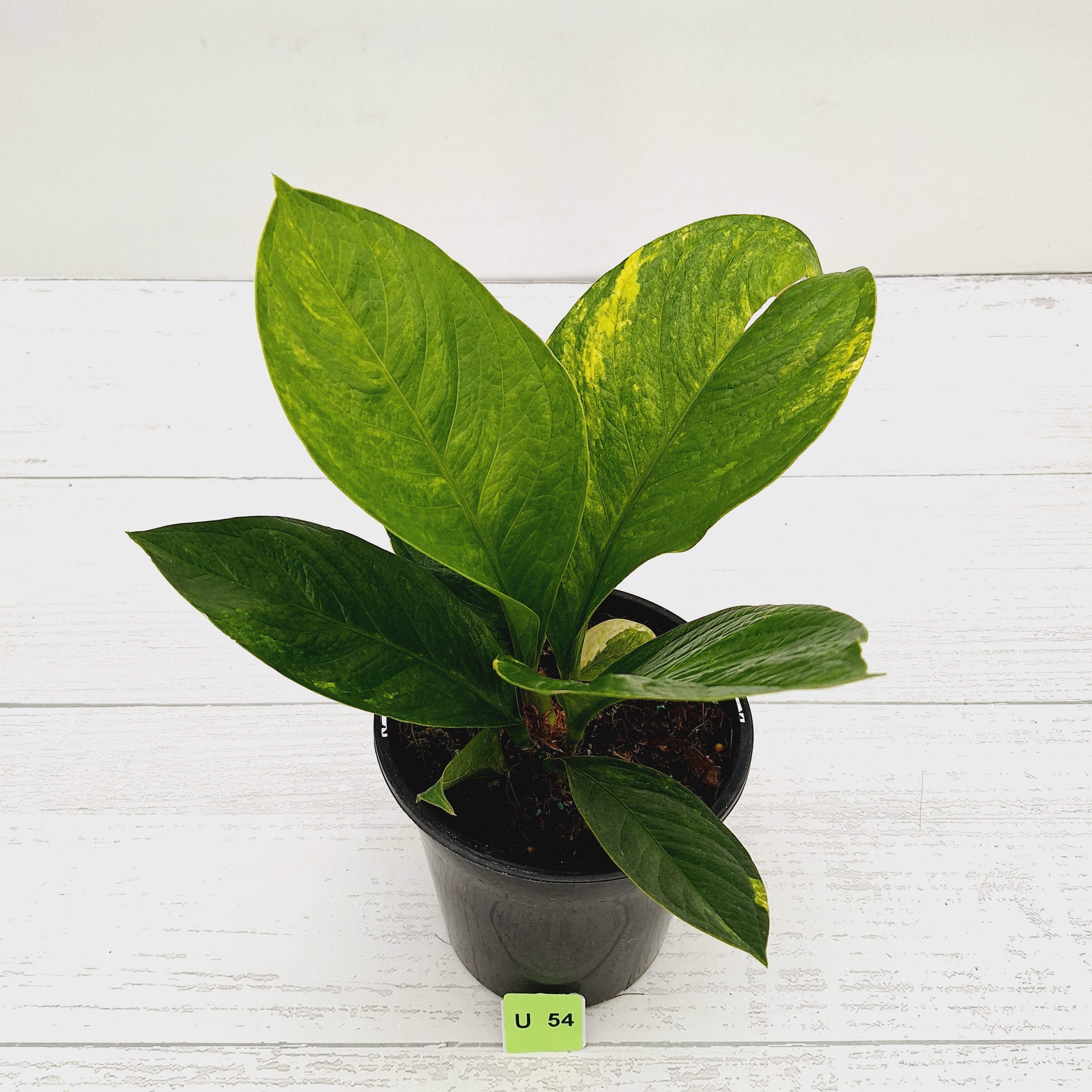 Anthurium jenmanii Variegata