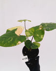 Homalomena rubescens Variegata -