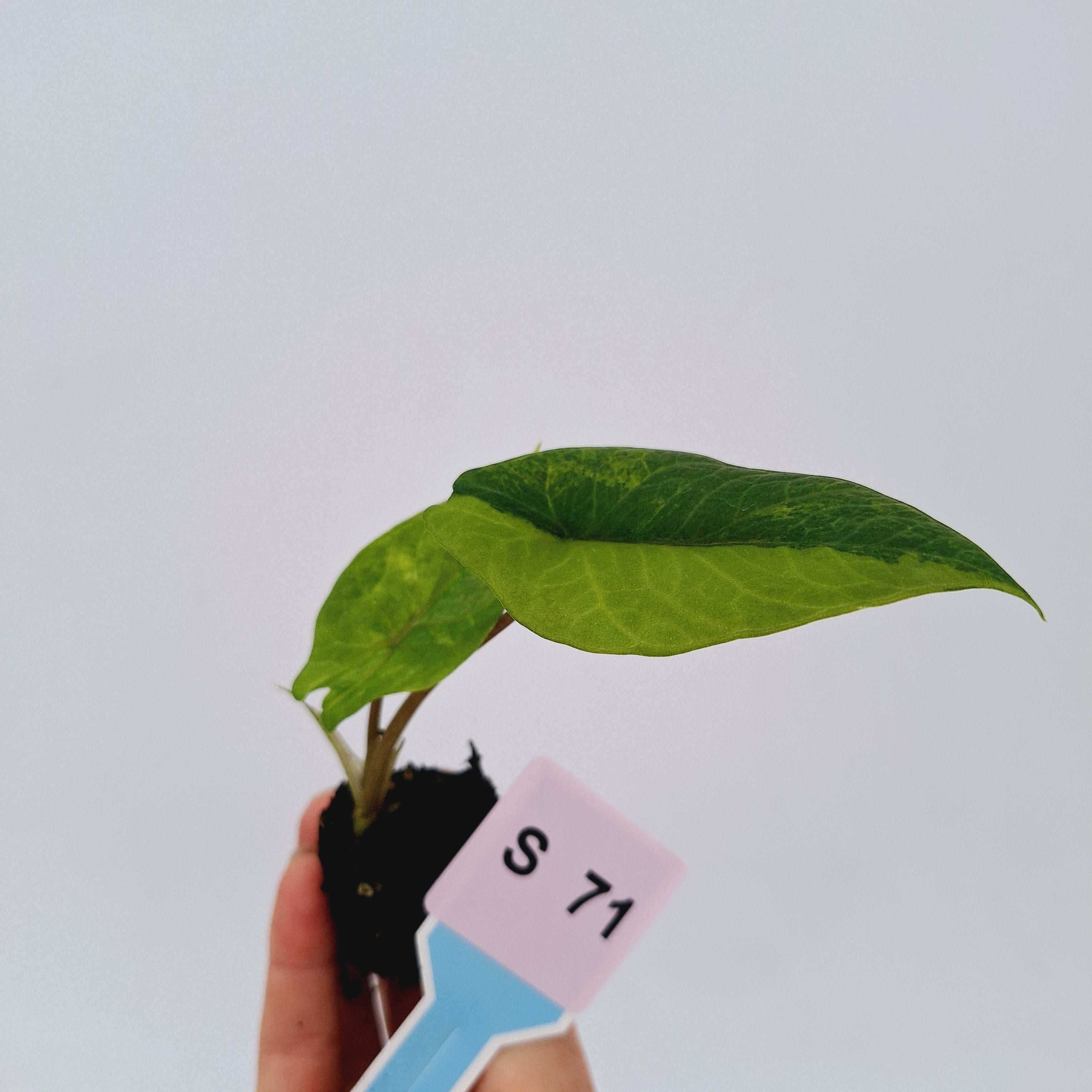 Alocasia scalprum Variegata-Bare Bottom Baby