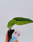 Alocasia scalprum Variegata-Bare Bottom Baby