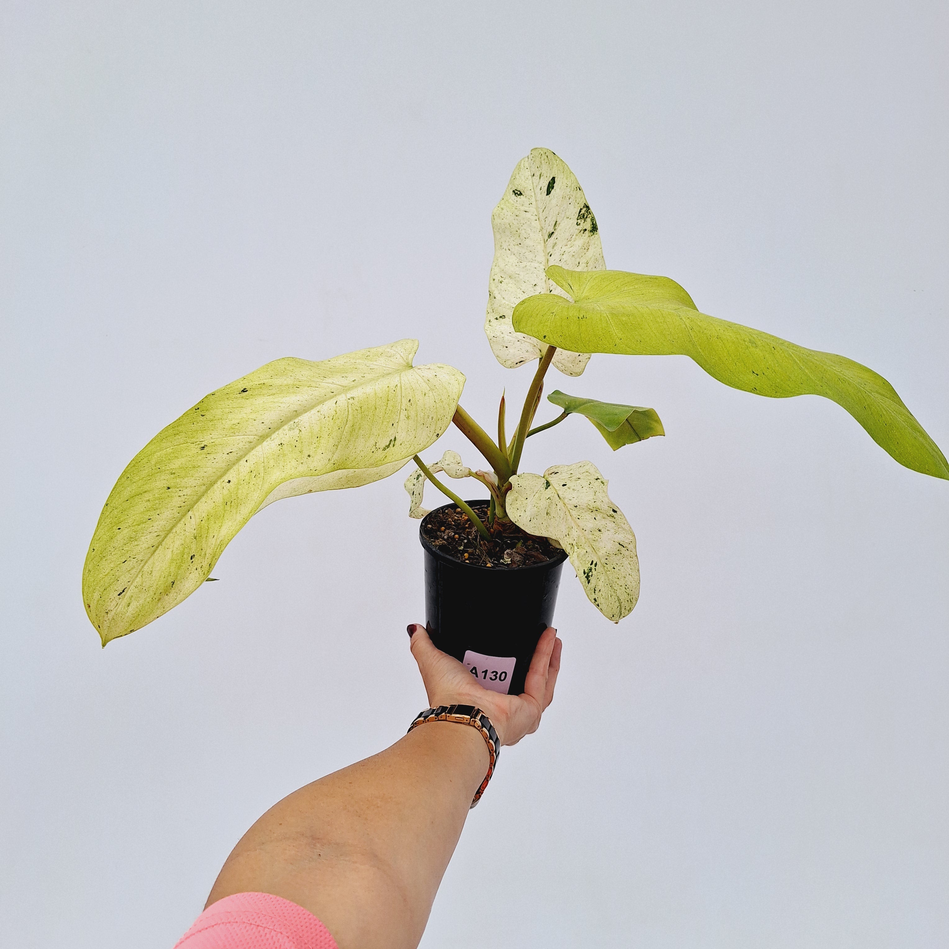 Philodendron 'Whipple Way' – Enliven Plants Philodendron 'Whipple Way' – Enliven Plants