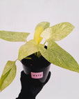 Homalomena sulcata ‘Cream Frost’ - SALE