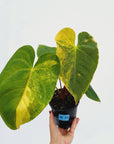 Anthurium andraeanum Variegata - Perfectly Imperfect 125mm