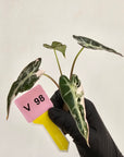 Alocasia Amazonica bambino Variegata - Bare Bottom Baby