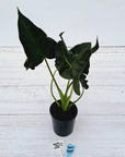 Alocasia Regal 'Shields' - Perfectly Imperfect