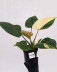 Homalomena rubescens 'Emerald Gem' Variegata