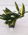 Monstera standleyana 'Cobra' - SALE