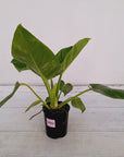 Philodendron giganteum Blizzard - SALE