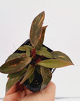 Philodendron 'Orange Princess'