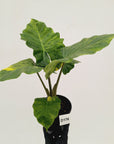 Alocasia Portora Variegata - SALE
