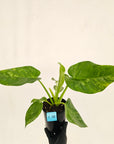 Philodendron giganteum Blizzard - SALE
