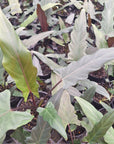 Alocasia lauterbachiana Purple Sword