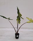 Alocasia sarian variegata