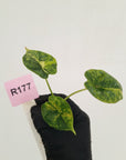 Alocasia Dragon Scale Aurea Variegata - Bare Bottom Baby